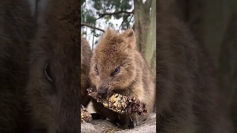 Cute funny Quokka -104