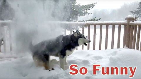 Husky loves to get snow dumped on him