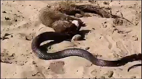 king cobra vs desert civet battle