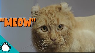 The Trump Cat - New Cat Meme?