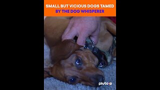 Small But Vicious Dogs | The Dog Whisperer