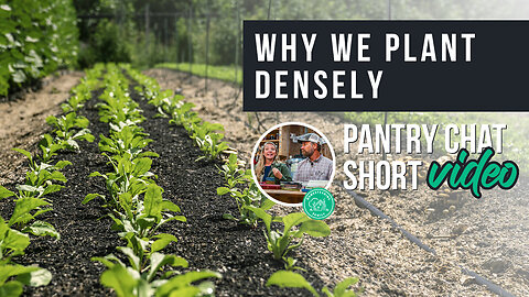 Why We Plant Densely | Pantry Chat Podcast SHORT