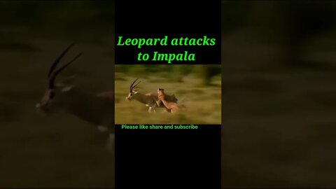 Leopard attacks to Impala 🦌#shorts #youtubeshorts #shortvideo
