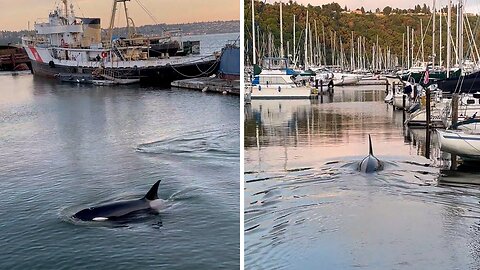 Huge Orcas Swim Right Through Marina