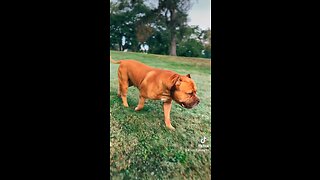 GIANT Pit Bull struts through the park! 🐅🦁