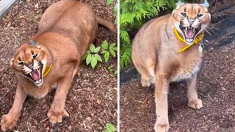 Wild Cat Proudly Flaunts Her Scary Teeth