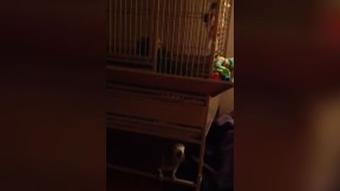 Cry Baby Parrot