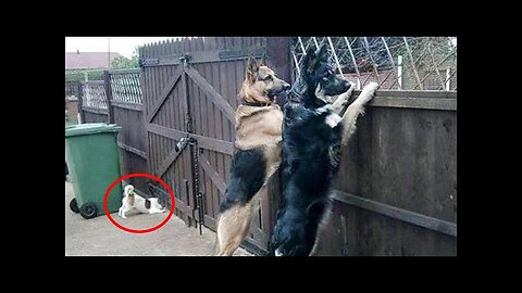 WORLD BEST FUNNIEST🤣 Dog vs men 🤣 funny video> Don't Try Laughing 🤣 clips