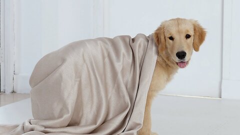 Golden retriever covered by curtains.