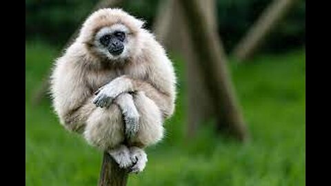 Cute Gibbons Playing & Climbing