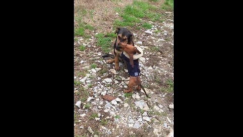 Patient dog puts up with overly attached puppy