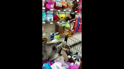 Husky plays in shopping cart full of toys