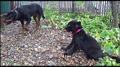 Black leopard and dog. Funny and cute animals.