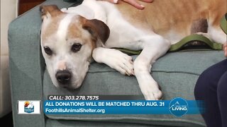 Matching Donations // Foothills Animal Shelter