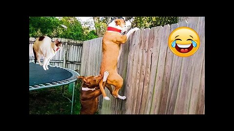 Funny Animals 2024 😂 Cute Cat And Dog Funny Videos 😸 Part 105