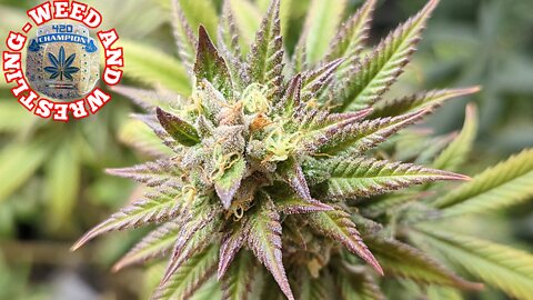 Week-8 Flowering Cannabis! 420 Purple 'ACDC' 'Charlotte's Web' 'Weed And Wrestling'