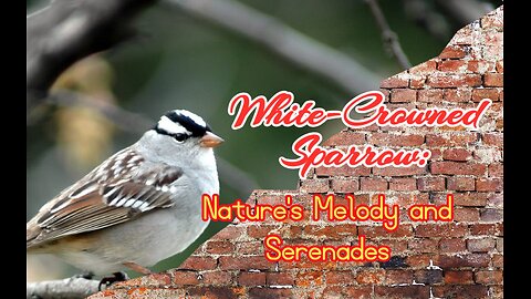 White-Crowned Sparrow: Nature's Melody and Serenades