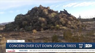 Concern over cut down Joshua trees
