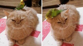 Parrot Loves Standing On Top Of Gentle Kitty's Head