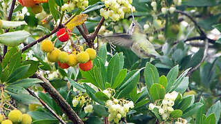 Hummingbird