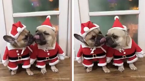 Santa dressed Husky Doggies Love each other