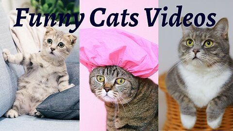Baby cats-cute and funny cat videos#