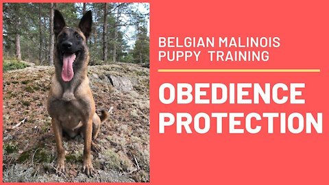 Belgian Malinois - Training Obedience