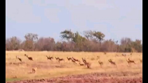 Impalas Try Jumping Over 7 Lions