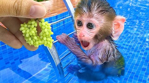Monkey Baby Bon bon goes to the toilet and plays with the ducklings in the swimingpool!