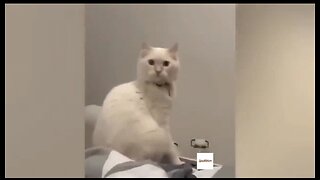 Funny Animal Videos 2023... Funniest Cats and Dogs Video