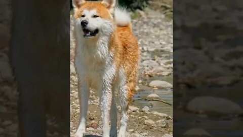This is Why akita dog is Going Viral, Funny cute pets lovers, #Shorts #akita #dog