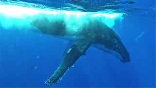 Humpback whales surface to breathe beside thrilled swimmers in Tonga