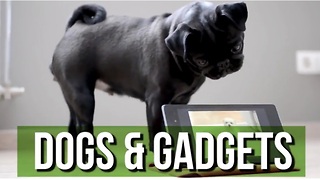 This Hilarious Dogs & Gadgets Compilation Will Brighten Your Day!