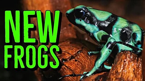 Poison Dart Frog Unboxing & BIOACTIVE Enclosure Build