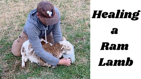 Ram Lamb Needs Help & Big Changes To The Homestead