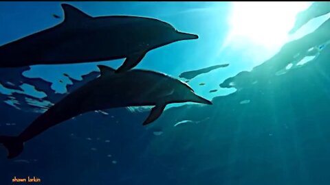 Dolphins are saying Aloha. How does your language give greetings?
