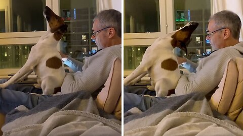 Dog begs for attention in funniest possible way