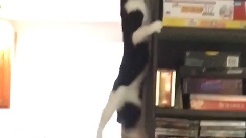 Kitty makes the leap after trial and error