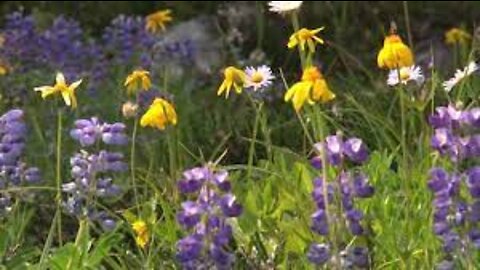 Critical Loads Video Series: Herbaceous Plants