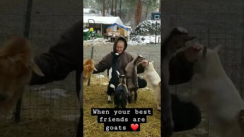 #goats #babygoat #farmanimals #cuteanimals #homesteading #farm #fyp #farmlife #homesteadlife