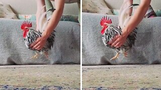 Teapot rooster hilariously "walks on air"