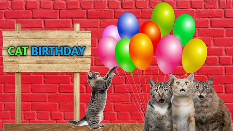 Cat Birthday 🐈 | Cute cat video 🐱😂