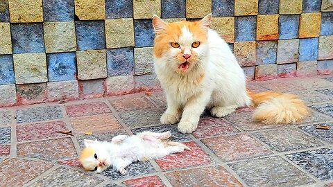 A crying mother trying to drag a man to her dying kitten. Just unbelievable