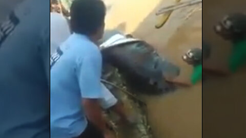 Unidentified "Black" Shark Caught Off Shore! Monster Shark Sightings Caught on Camera 2023