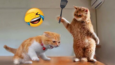 Cats and dogs on sale fighting funny videos