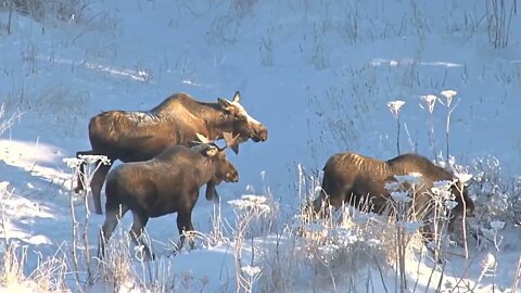 Herd of Moose Roaming on Snowy Hillside