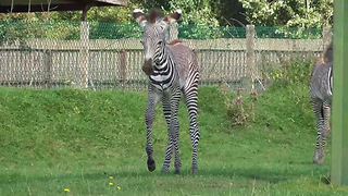 Weeks Old Zebra Helps Mom Chase Off The Stallion