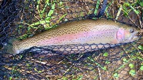 1 for 6 Getting OWNED By Big Steelhead & Landing My Smallest Steelhead Ever. Was it a rainbow?