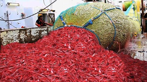 Amazing Shrimp Fishing Video - Catch Hundreds Tons Shrimp With Modern Vessel - Shrimp processing