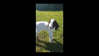 Baby goat playing and being happy